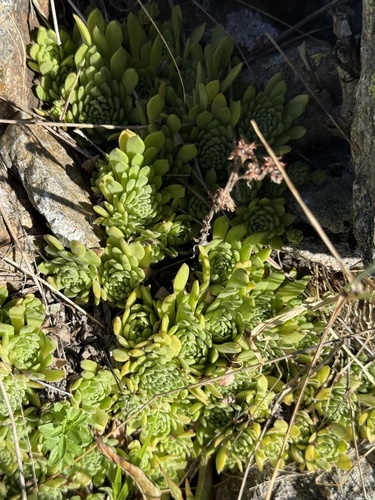 Sempervivum montanum, photograph 5
