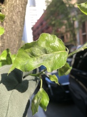 Podosphaera leucotricha