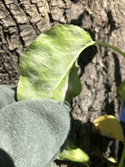 Podosphaera leucotricha