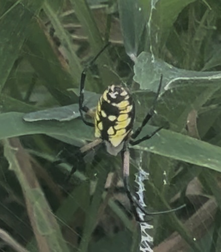 Yellow Garden Spider