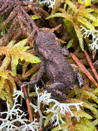 European Toad