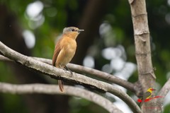 Pachyramphus castaneus