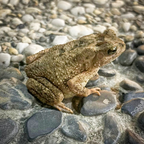 Ingerophrynus philippinicus observed 2026-09-04