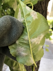 Podosphaera leucotricha