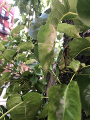 Podosphaera leucotricha