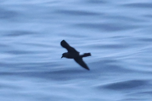 Oceanodroma castro observed 2026-08-31