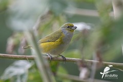 Euphonia chalybea