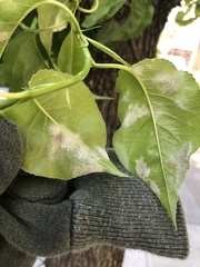 Podosphaera leucotricha