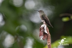 Eupetomena cirrochloris