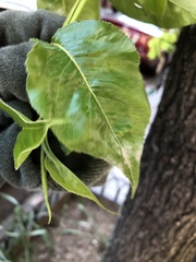 Podosphaera leucotricha