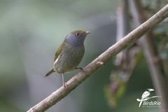 Ilicura militaris