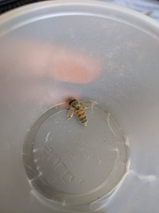 Apis mellifera