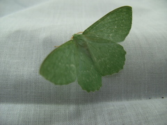 Geometra papilionaria
