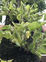 Podosphaera leucotricha