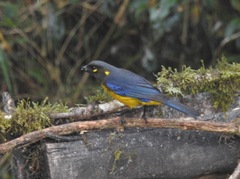 Anisognathus lacrymosus