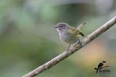 Phyllomyias griseocapilla