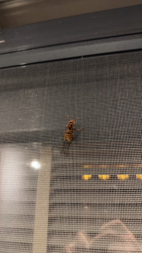 European Hornet