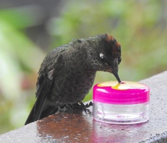 Chalcostigma herrani