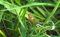 Cantharis figurata