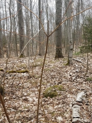 Acer pensylvanicum