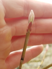 Acer pensylvanicum