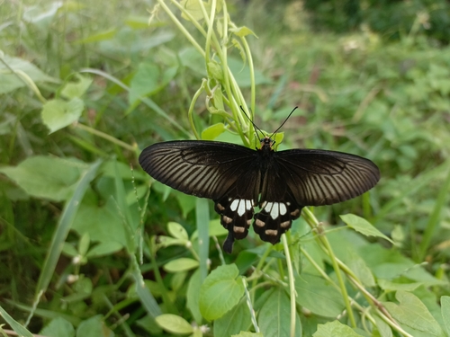 Common Rose Swallowtail