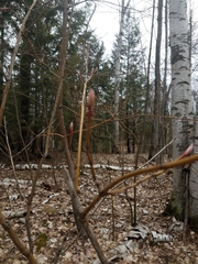Acer pensylvanicum
