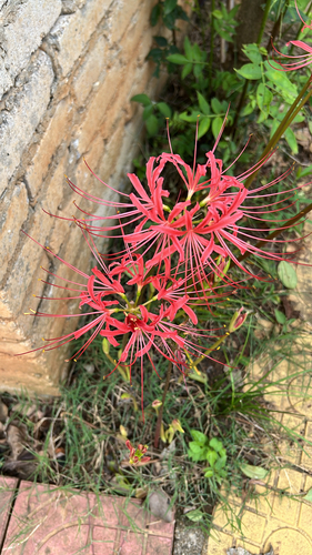 red spider lily