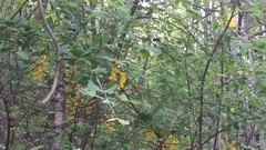 Laburnum anagyroides
