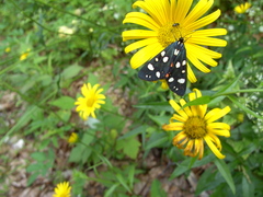 Callimorpha dominula