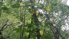 Laburnum anagyroides