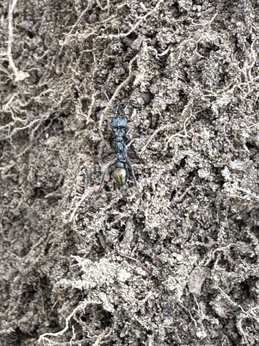 Golden-tailed Bull Ant