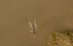 Ephemera danica