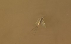Ephemera danica