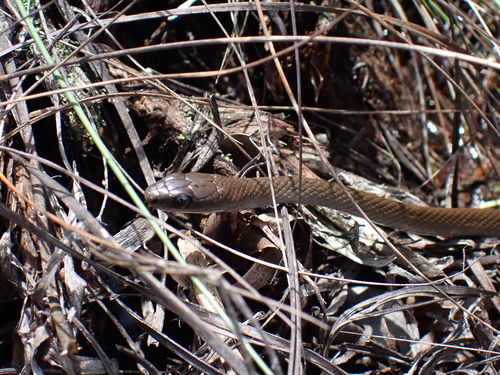 Photo of a Guaiquinima Bush Racer (Philodryas cordata)