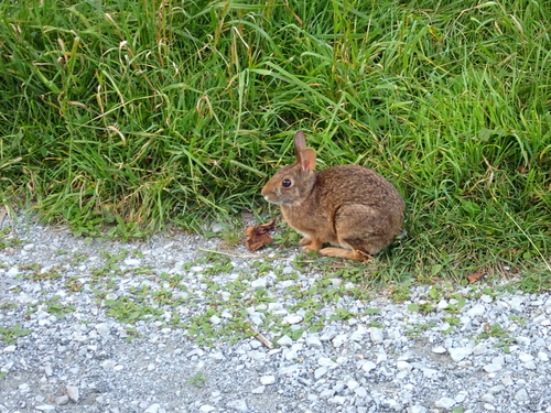 Appalachian Cottontail observed by wildlander