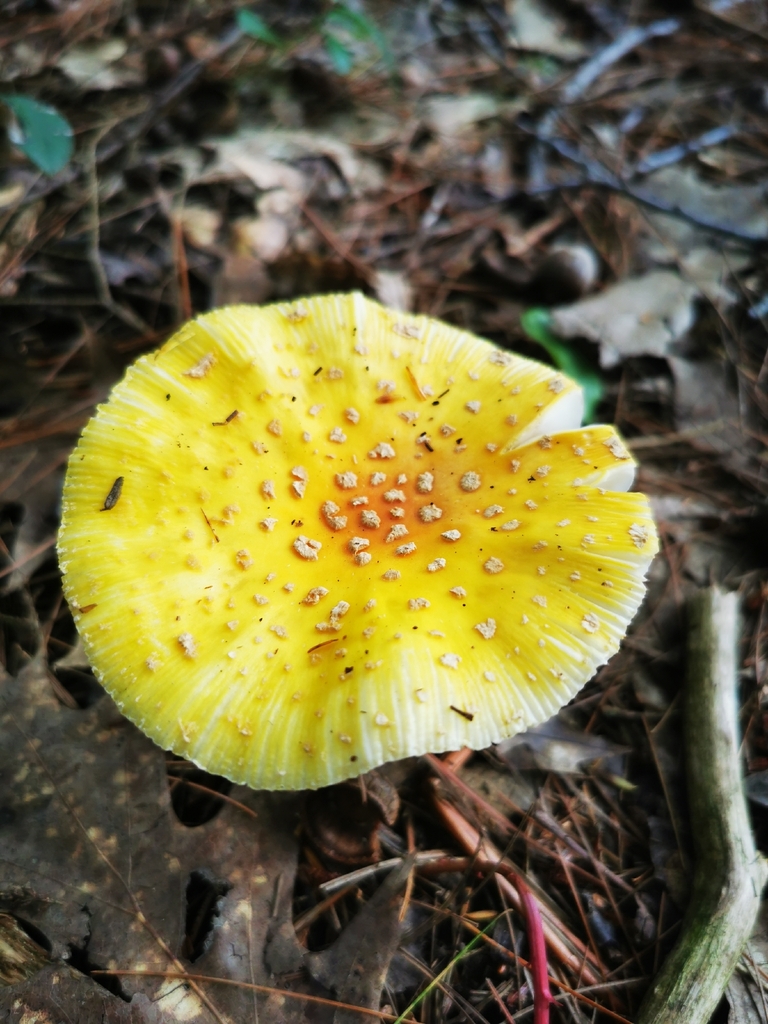 American Yellow Fly Agaric · September 2026 · photo: Photo: (c) Alexis Williams, some rights reserved (CC BY) · iNaturalist