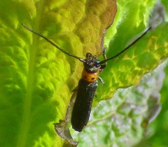 Oberea perspicillata