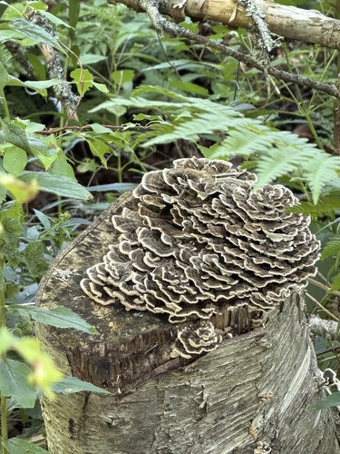turkey-tail