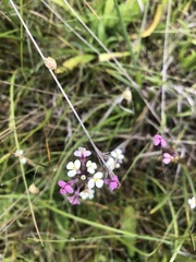 Triphysaria versicolor