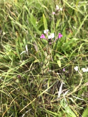 Triphysaria versicolor