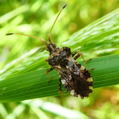 Centrocoris