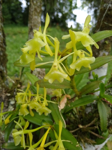 Epidendrum littorale Hágsater & Dodson 2