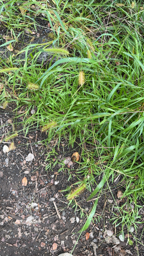 Setaria parviflora observed 2026-09-02