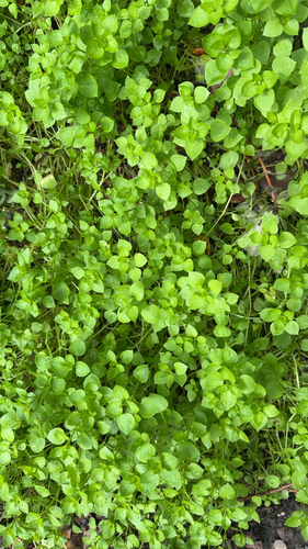 Stellaria media observed 2026-09-02