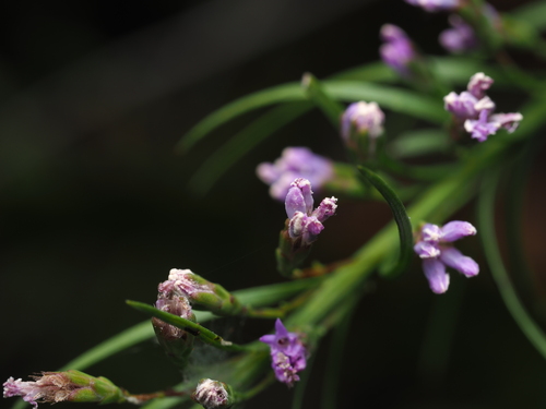 Liatris microcephala, photograph 5