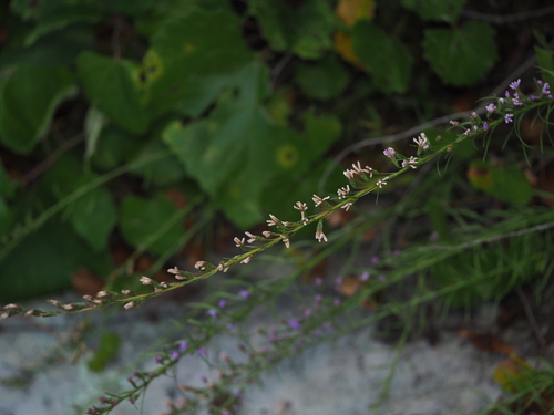 Liatris microcephala, photograph 6