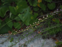 Liatris microcephala, photograph author not stated, no rights reserved