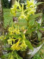 Epidendrum littorale
