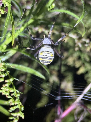Wasp Spider
